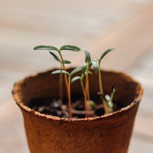 living sustainably - add plants to your home like these seedlings in a pot